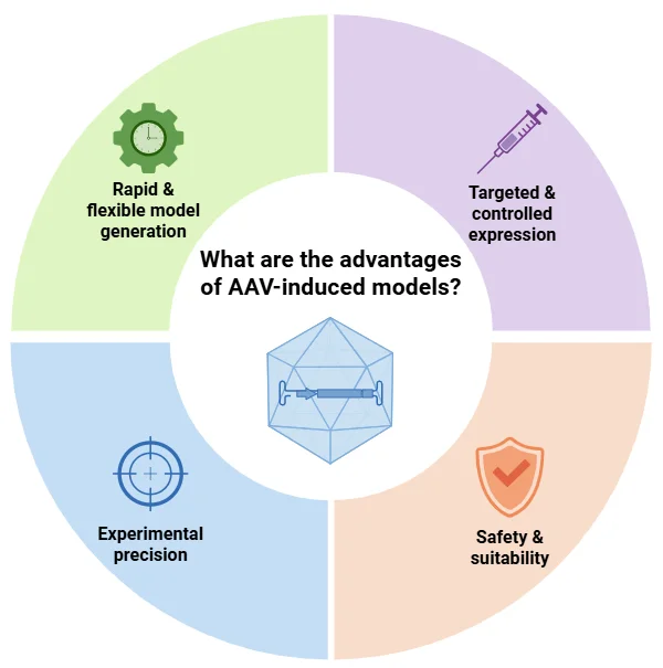 Advantages of AAV-induced models